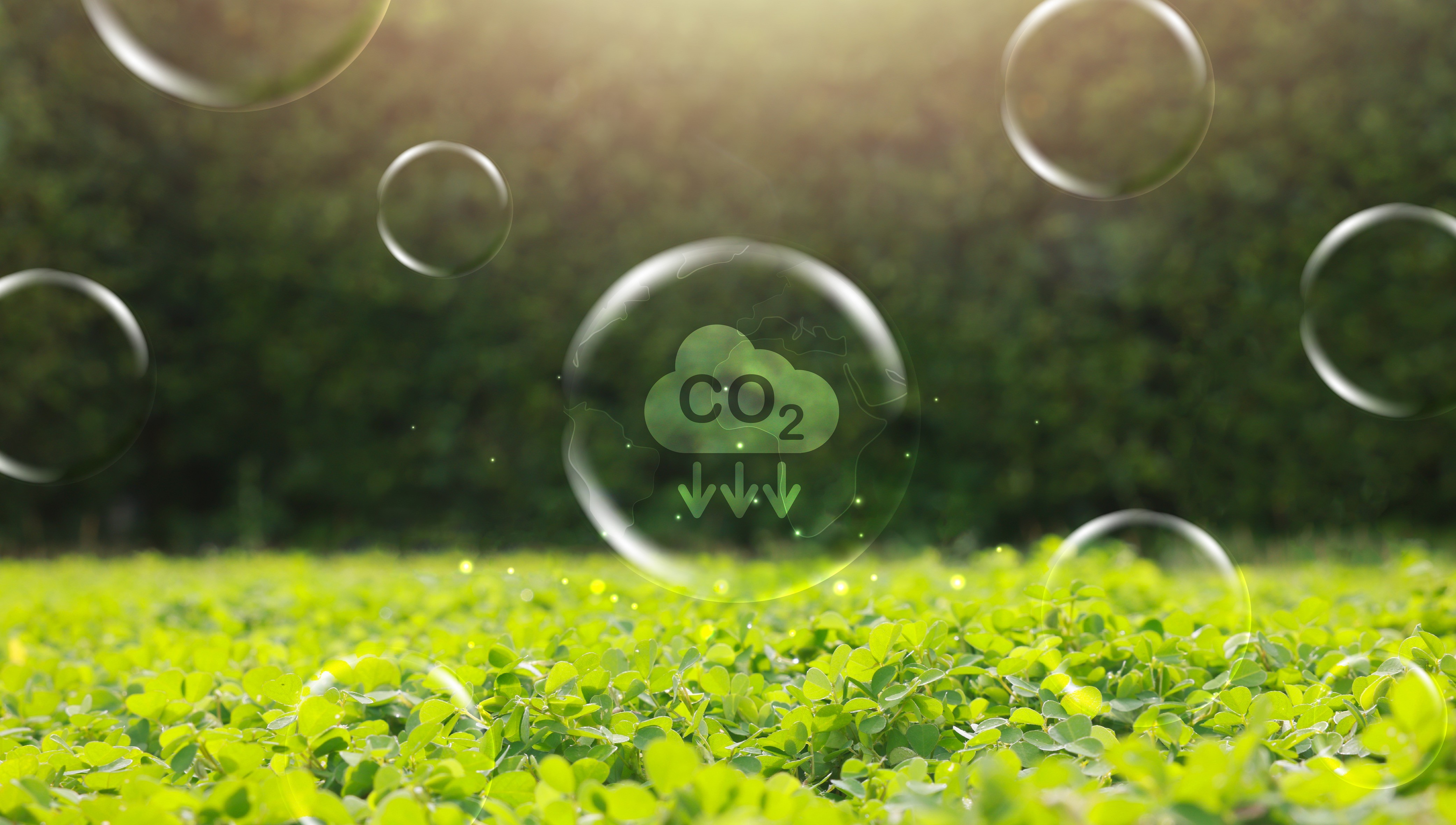 Carbon Neutral